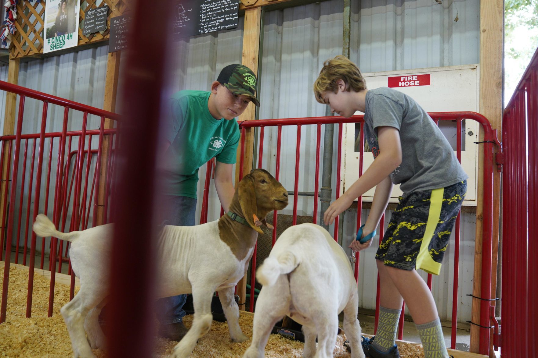 070719 Animals Arrive for Fair 13.jpg